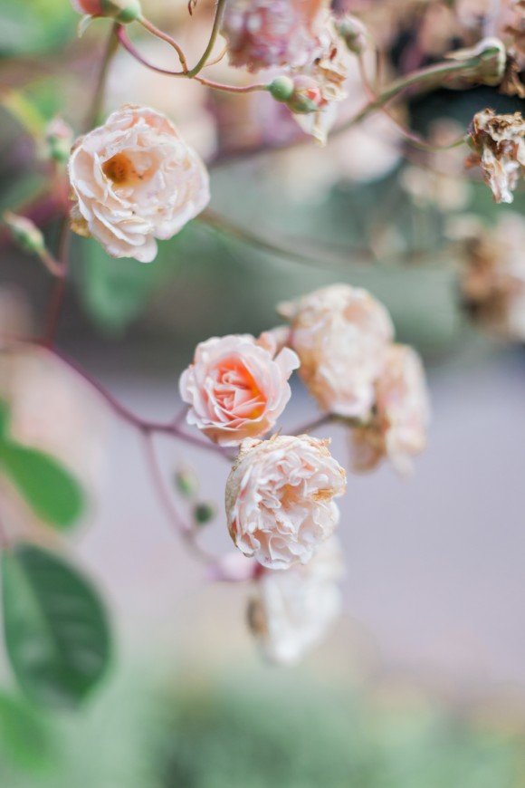 A Romantic Wedding at Ness Botanic Gardens (c) Jo Bradbury (4)